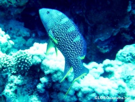 Postcard Coral Grouper