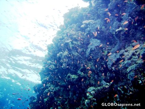 Postcard Jakson Reef