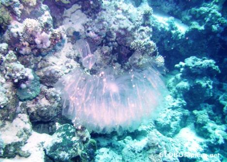 Postcard Jellyfish