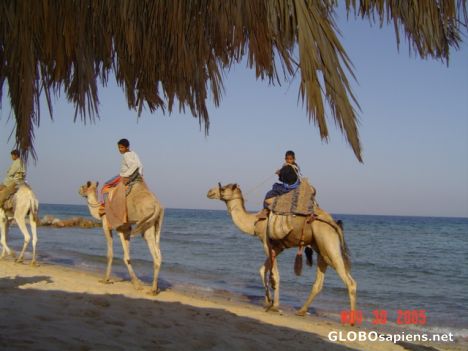 Postcard Egypt - Nuweiba