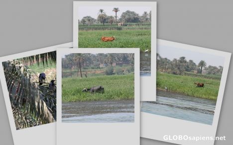 Postcard wild life