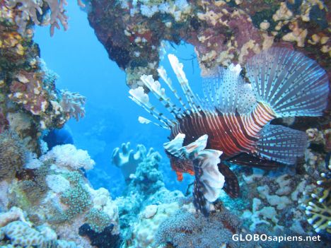 Postcard Lionfish peering into the depth