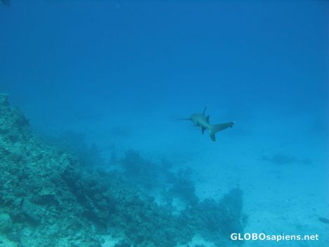Postcard White tip
