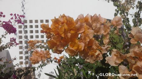 Postcard Rare color of bougainvillea