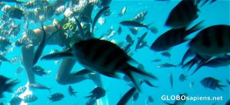 Postcard From the glass bottom boat
