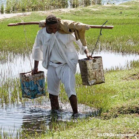 Postcard A man carries out manual irrigation along the Nile