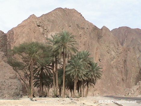 Postcard Palms under the rocks...