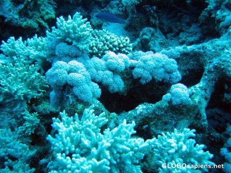 Postcard Beautiful Red Sea Coral Garden