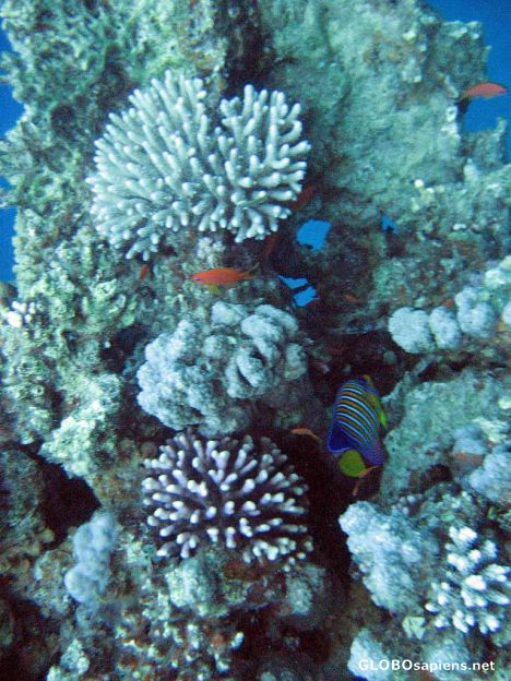 Postcard Red Sea - Royal Angel Fish