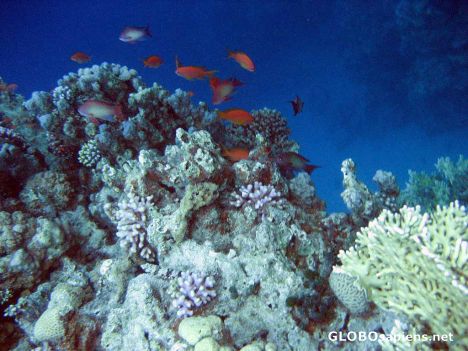 Postcard Deeper coral mound
