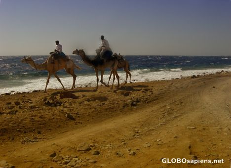 Postcard searching dive sites... by camel