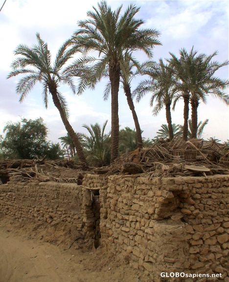 Postcard Palms over mud-brick houses