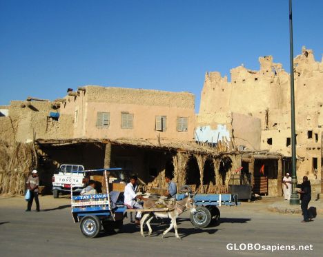 Postcard Traditional Siwa Donkey Taxi