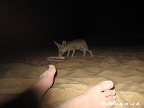 Postcard Fox at our feet