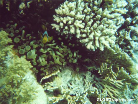 Postcard Clownfish at home