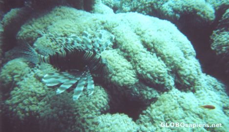 Postcard Lionfish