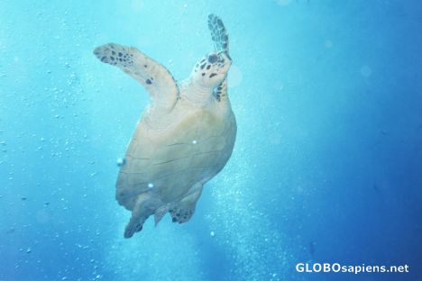 Postcard Turtle