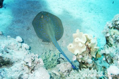Postcard Blue spotted stingray