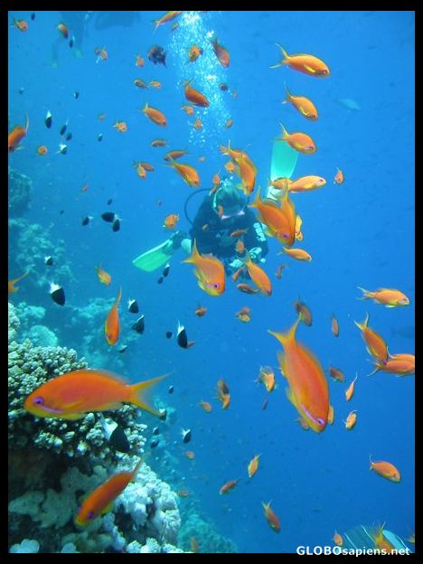 Postcard Red Sea