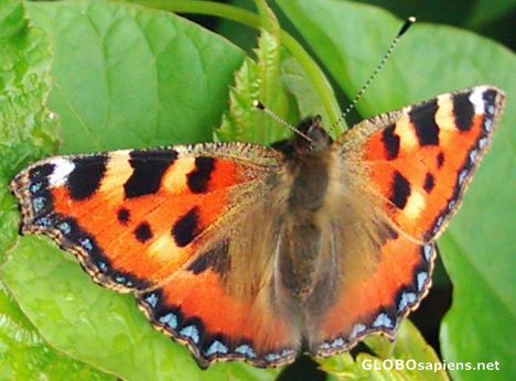 Postcard Small Tortoiseshell Butterfly