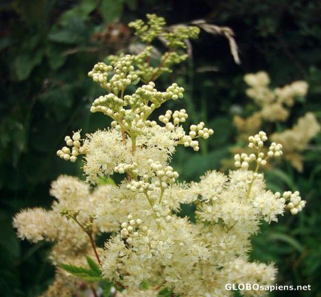 Postcard Meadowsweet