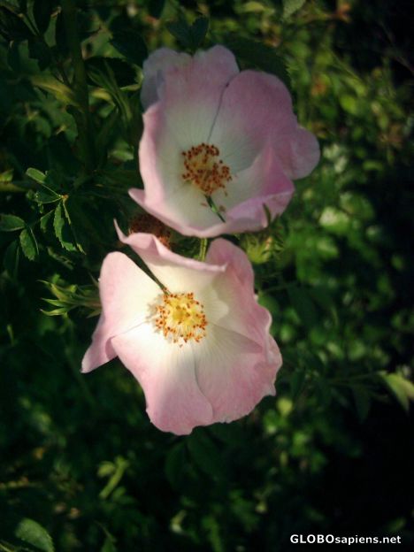 Postcard Irish wild rose