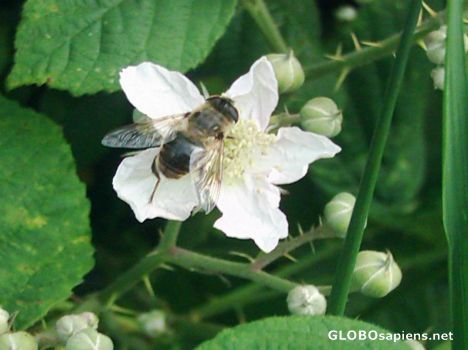 Postcard Bramble blossom