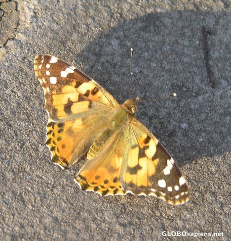 Postcard Painted Lady