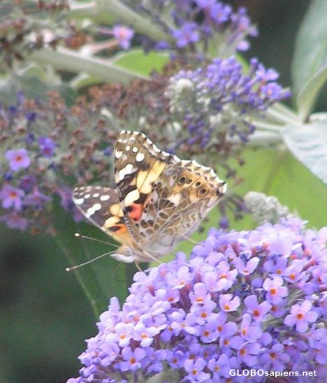 Postcard Painted Lady