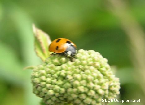 Postcard Ladybird