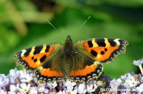 Postcard Small Tortoiseshell