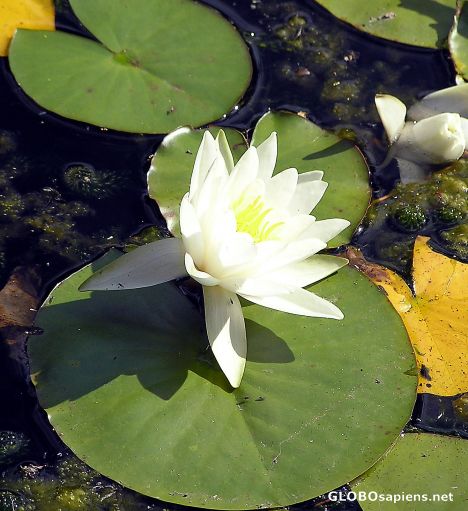 Postcard Water Lily