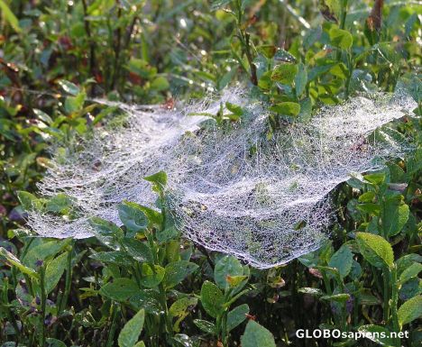 Postcard Dew drops on silk