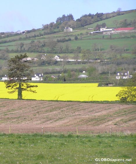 Postcard Meadow and Yellow