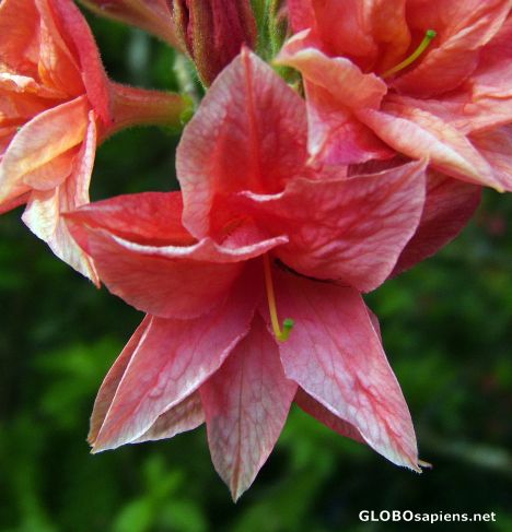Postcard Red Star
