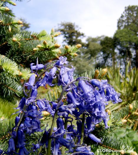 Postcard Bluebells