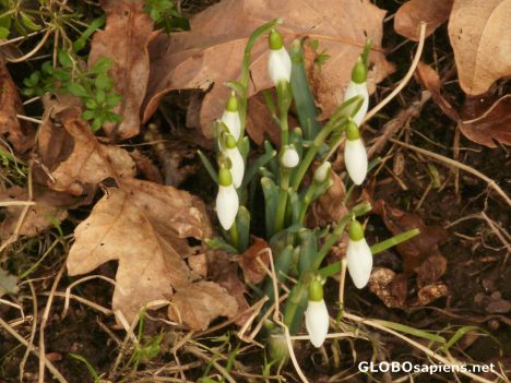 Postcard Snowdrops