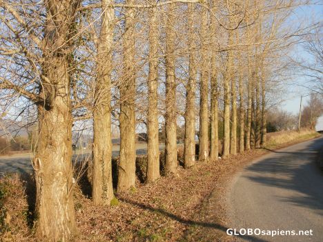 Postcard French Poplars on an Irish dairy farm