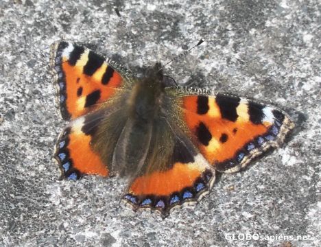 Postcard Small Tortoiseshell 2010
