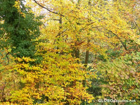 Postcard Bright Beech leaves at Milford
