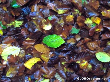 Postcard Forest floor