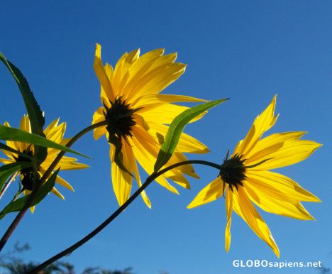 Postcard October blue skies
