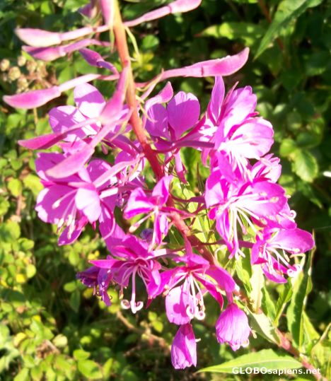 Postcard Fireweed