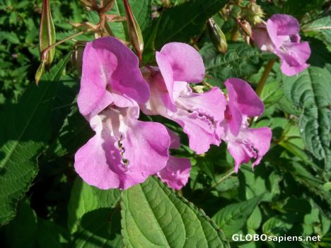 Postcard Himalayan Catchfly