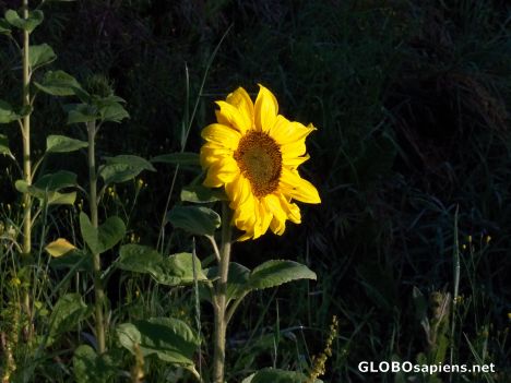 Postcard Low morning sun lights the face of the flower