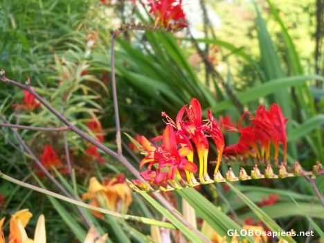 Postcard August at Altamount - lakeside flowers