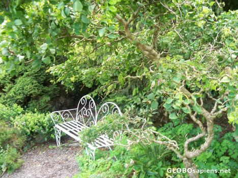 Postcard Altamount in August -Corkscrew Hazel