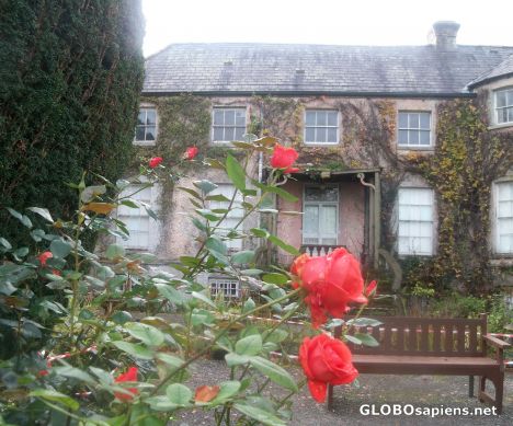 Postcard Roses near the house