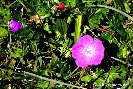 Postcard Bloody Cranesbill