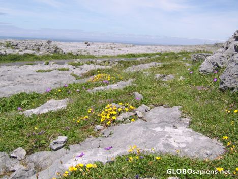 Postcard Summer on the Burren pavements